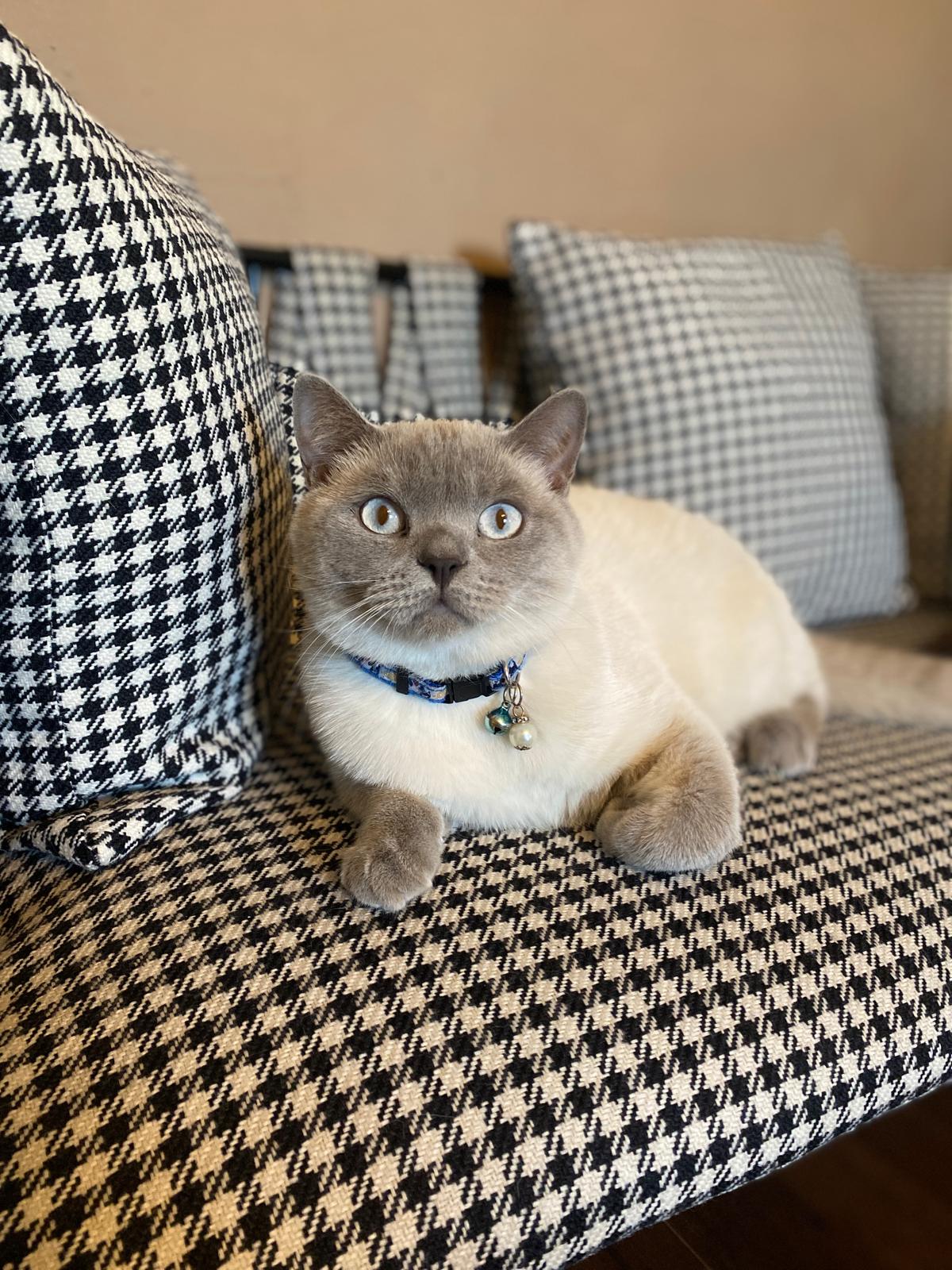 British Shorthair-3