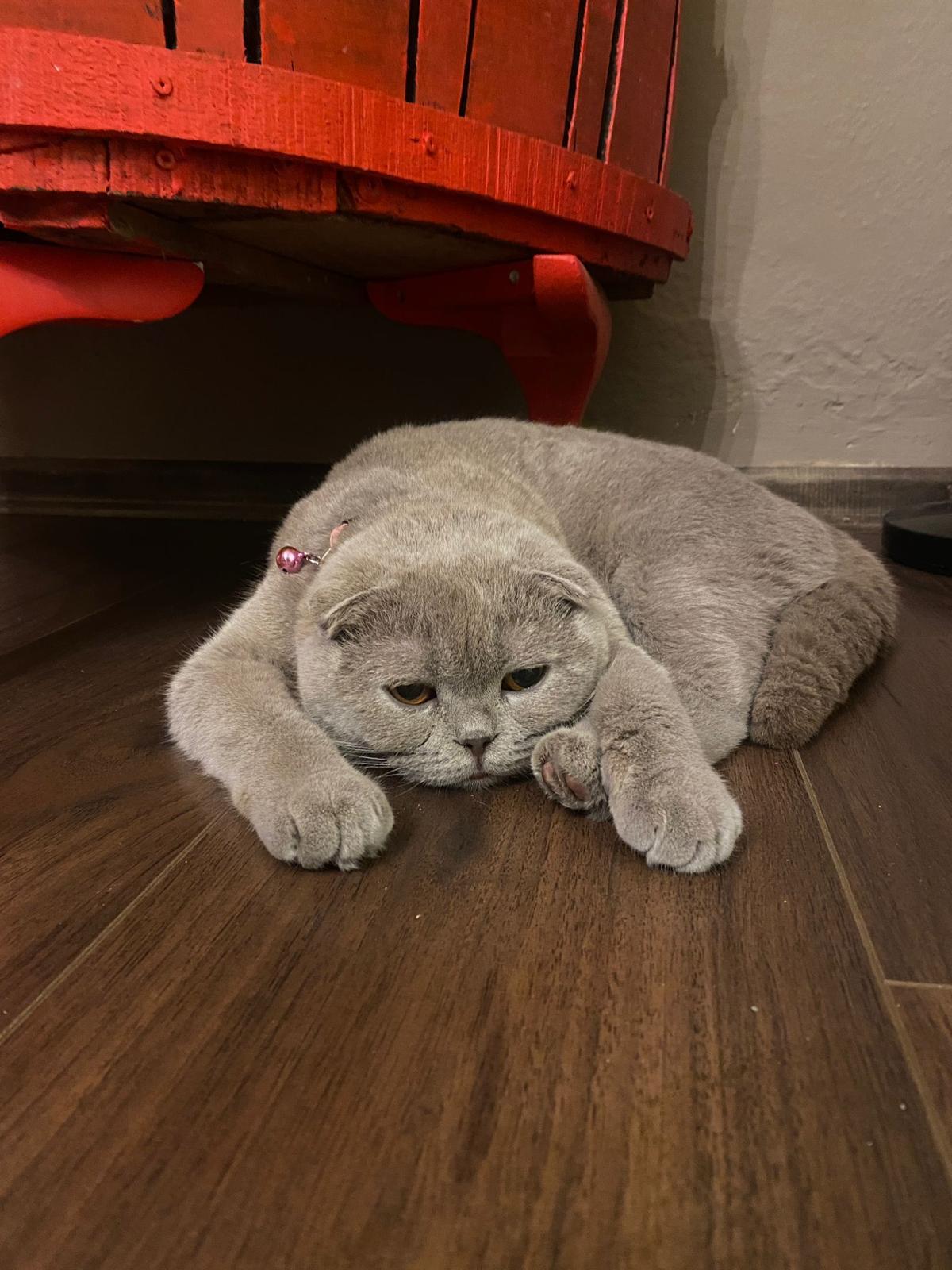 Scottish Fold-1