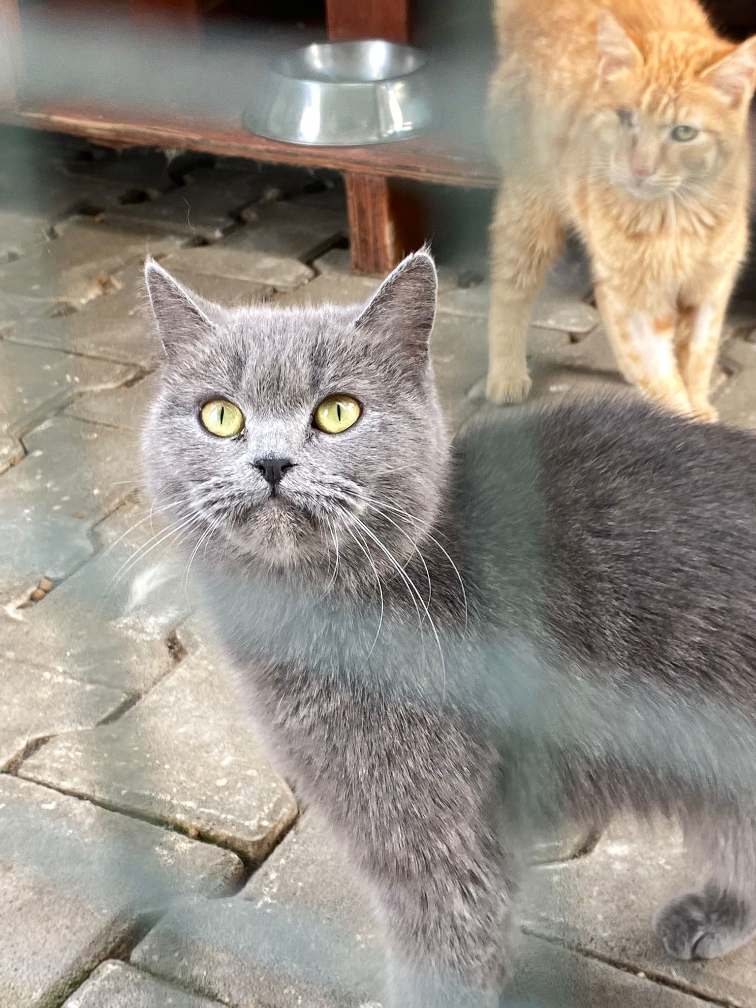 British Shorthair-2
