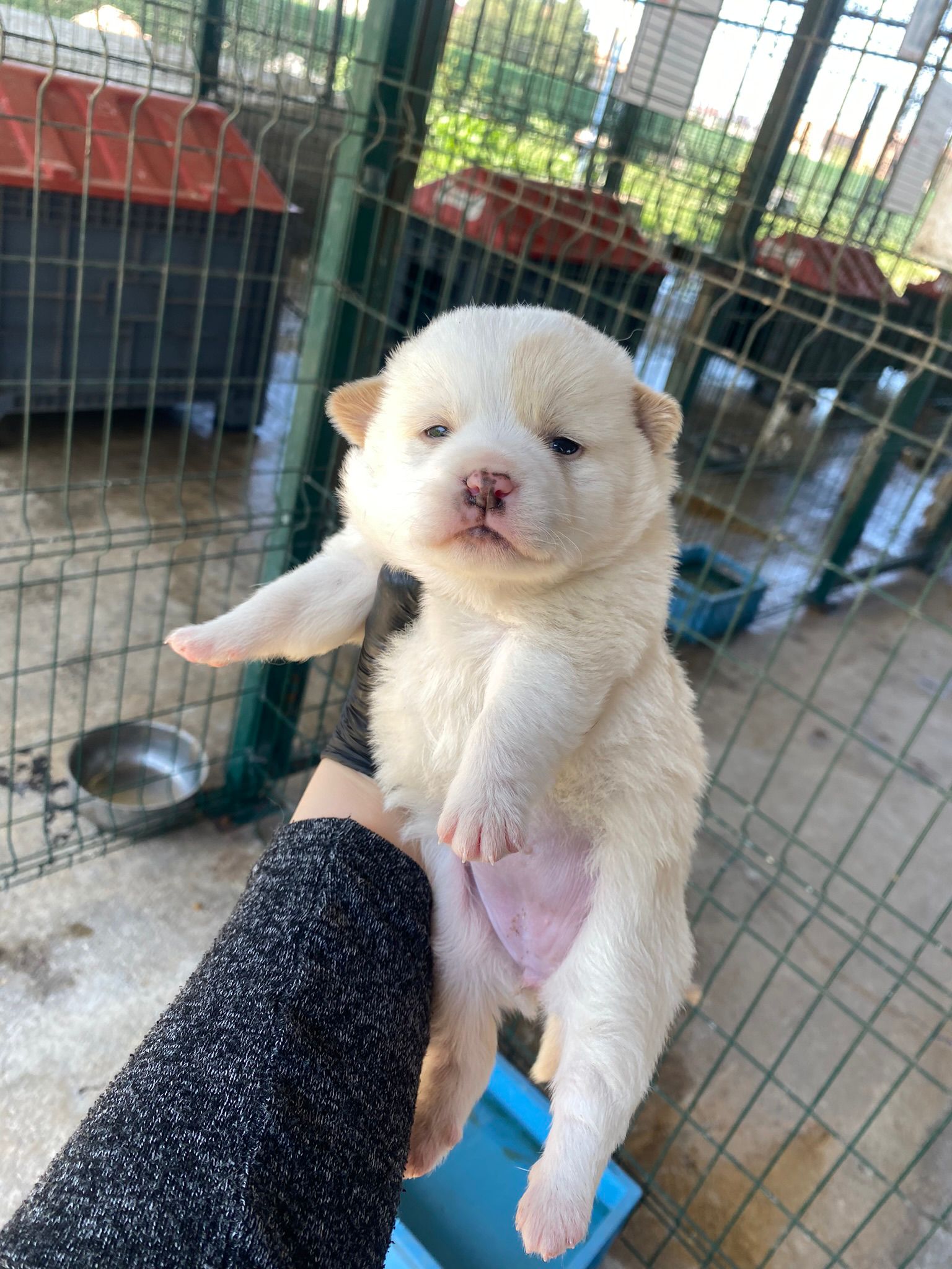 Terrier Melezi-5 (Sahiplenildi)