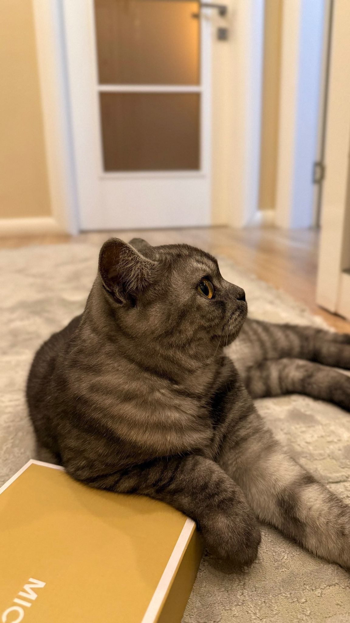 British Shorthair-4