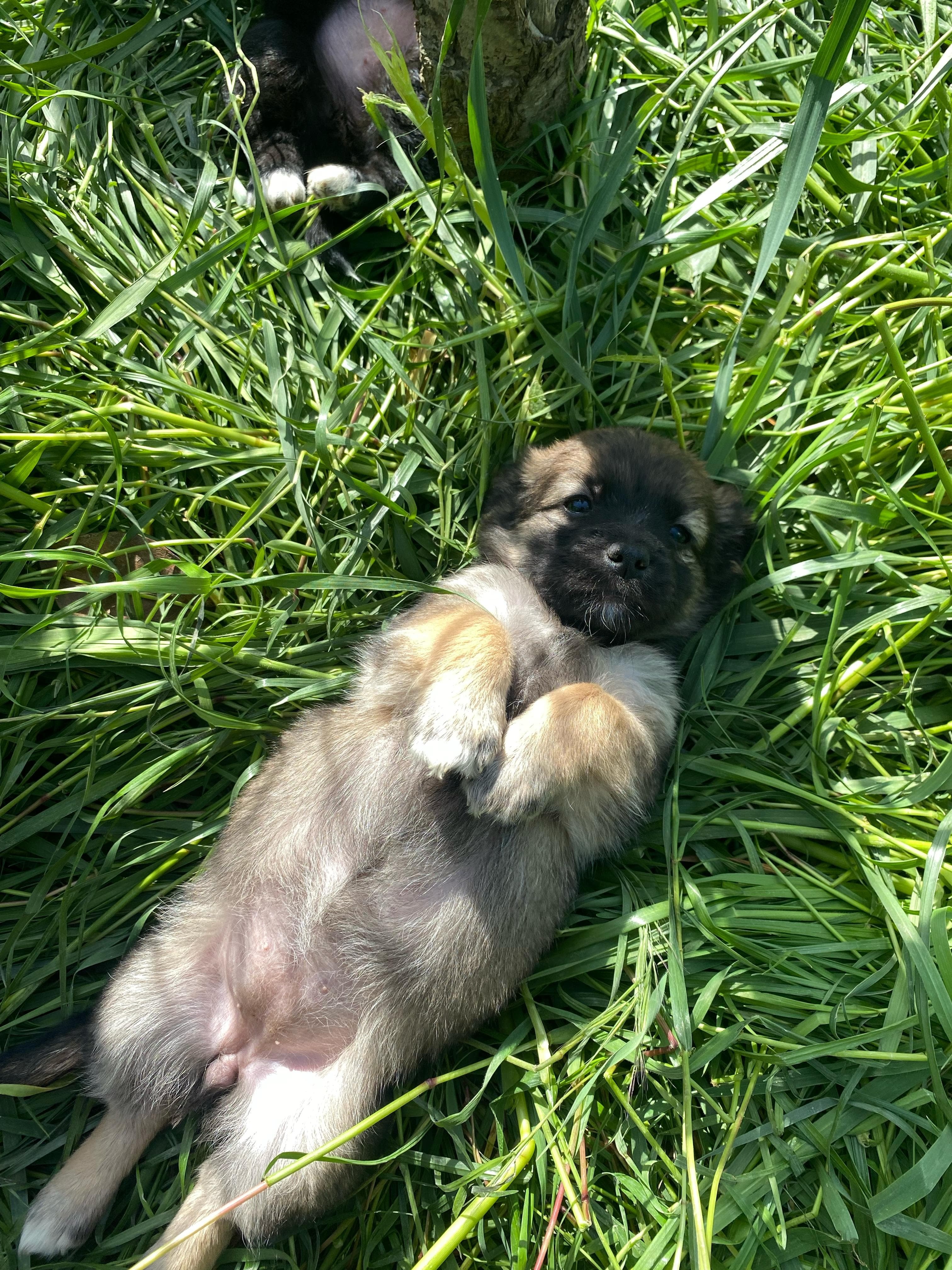 Terrier Melezi-1